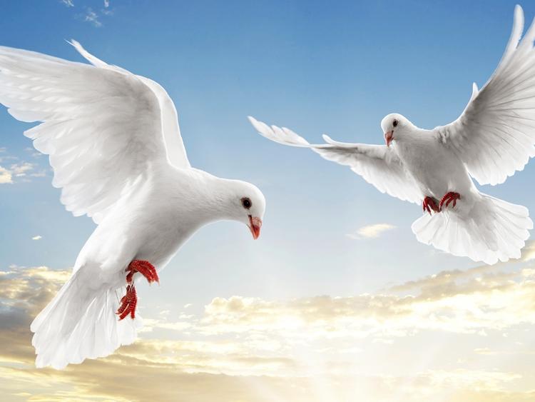 почтовые голуби в день святого валентина в испании