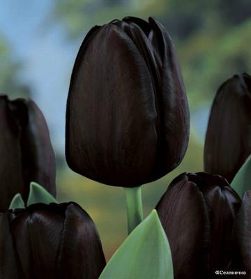 В 1637 году в голландском Харлеме пышно отметили рождение черного тюльпана
