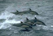 1987 года было зафиксировано первое военное использование подготовленных дельфинов