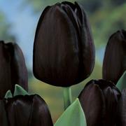 В 1637 году в голландском Харлеме пышно отметили рождение черного тюльпана